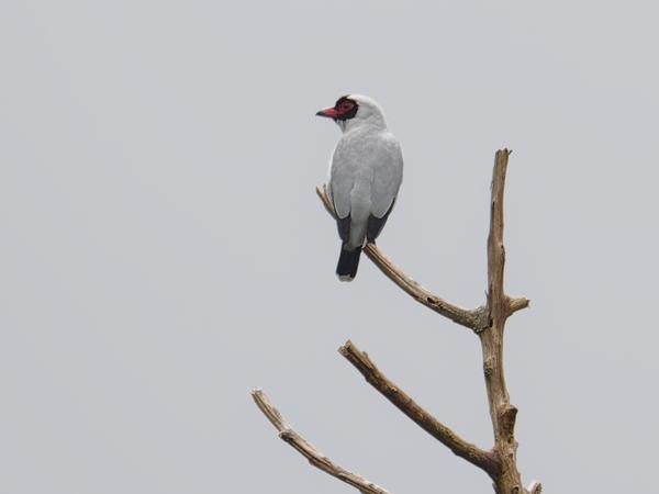 <h3><a href="/trips/costa-rica/biota/animalia/chordata/aves/040 passeriformes/014 tityridae/tityra semifasciata/tityra semifasciata-nl.html">Tityra&nbsp;semifasciata</a> / Masked&nbsp;tityra / Maskertityra</h3>OM-1 met OLYMPUS M.300mm F4.0, 1/250 sec  bij F5.6, ISO 80, afstand 327&nbsp;m